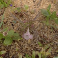 Parasopubia delphiniifolia (L.) H.-P.Hofm. & Eb.Fisch.